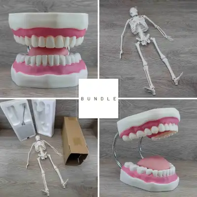 Skeleton Model 17 in Figure + Large Dental Teeth Display BUNDLE, View more
