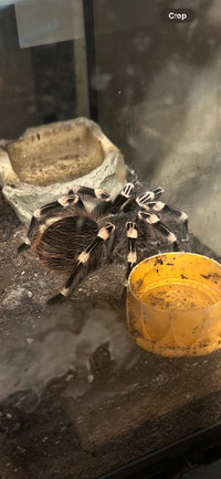 Brazilian whiteknee tarantula