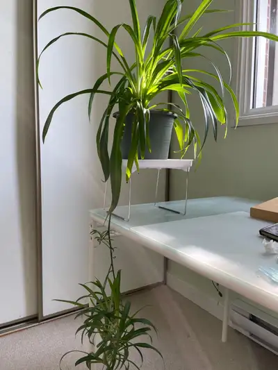 Healthy Spider Plant