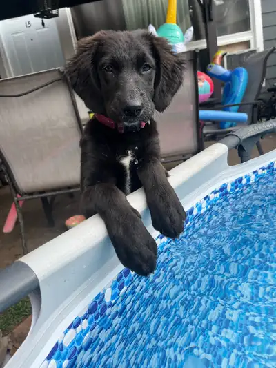 Lab Aussy pup mix , View more