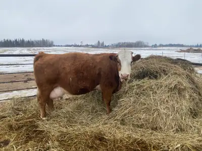 papered bred full blood Simmental  cows, View more