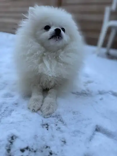 Pomeranian puppies, View more