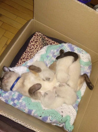 Blue point Siamese kitten 