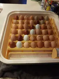 BYM hatching eggs 