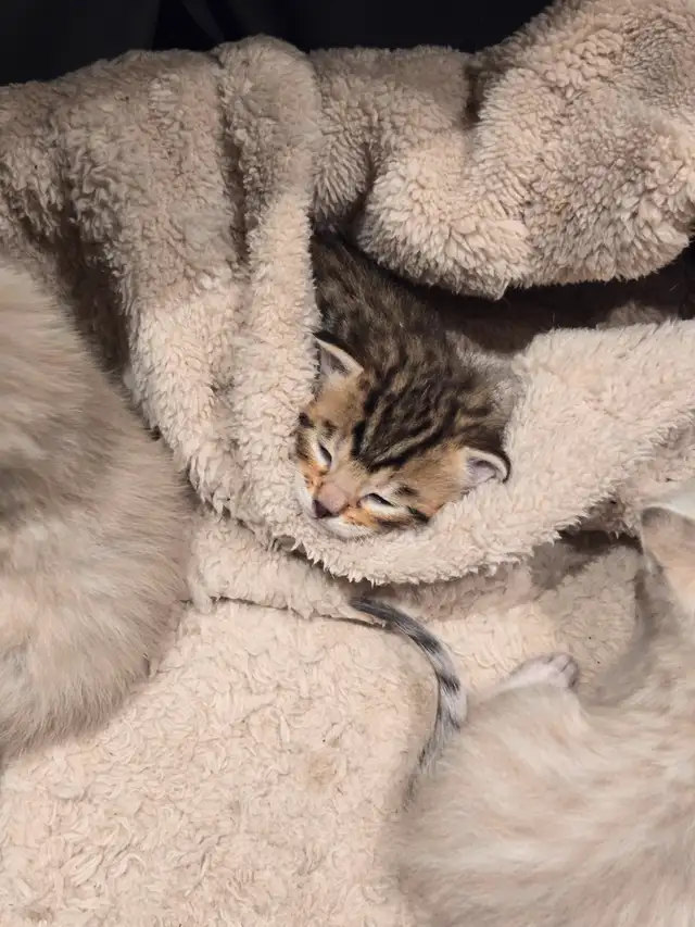 chaton  highland lynx et bengal in Cats & Kittens for Rehoming in Longueuil / South Shore - Image 5