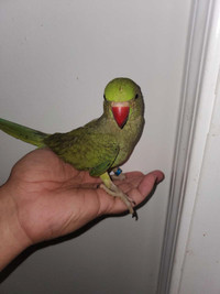 Young semi friendly GREEN & BLUE INDIAN RING NECKS