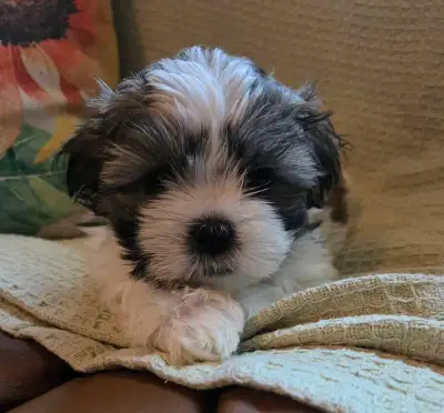 Malshi Puppies, View more