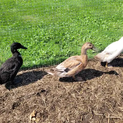 Young Male Ducks For Sale, View more