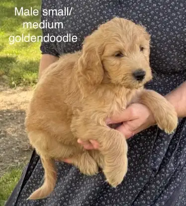 Goldendoodles and aussiedoodles, July/Aug. Cockapoos Aug/ Sept, View more