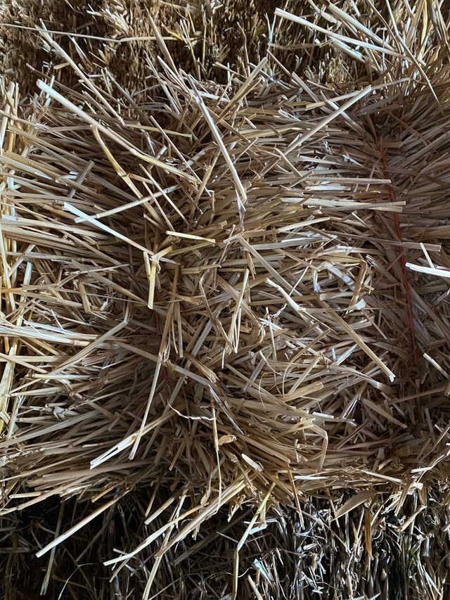 Wheat and Barley Staw,  Hay and delivery available in Equestrian & Livestock Accessories in Bedford