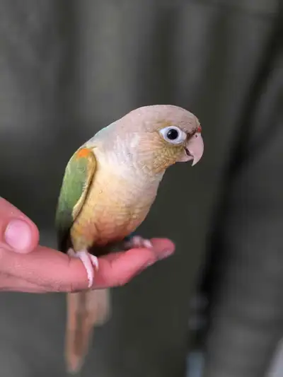 Conure Babies (Various Mutations), View more