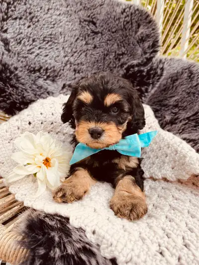 Mini Australian Labradoodles, View more