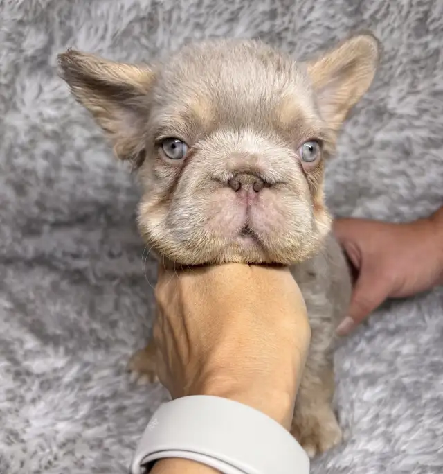 French bulldog /fluffy/ big rope (deal!! ) in Dogs & Puppies for Rehoming in Strathcona County - Image 2