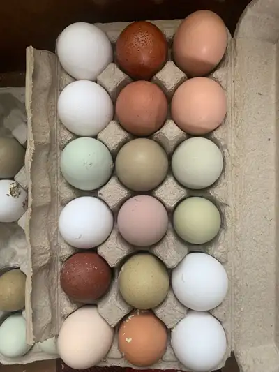 RAINBOW HATCHING EGGS  on SALE, View more