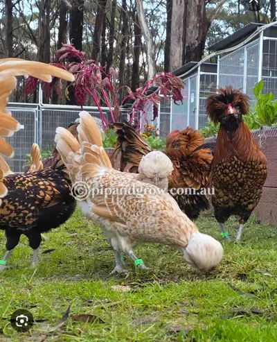 4 weeks old pure bread polish chicks available , View more