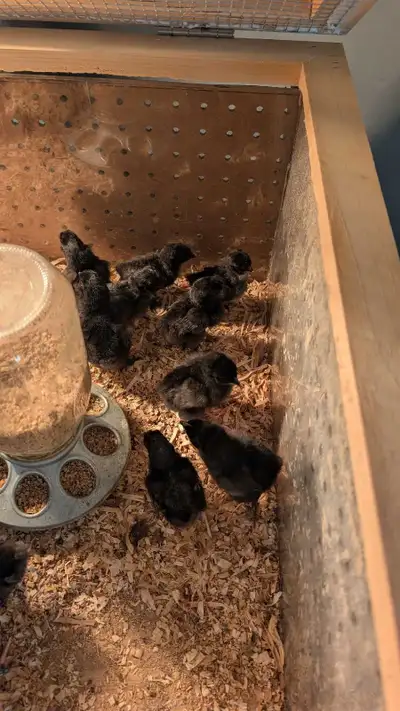  Ayam Cemani chicks , View more