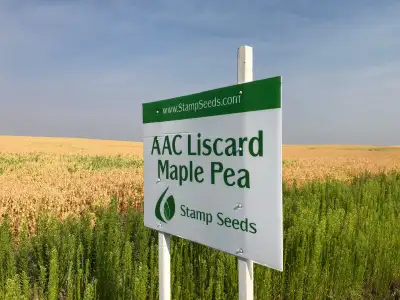 AAC Liscard - Maple Pea ACC Liscard is a small seeded maple pea good stand ability for a maple - bet...