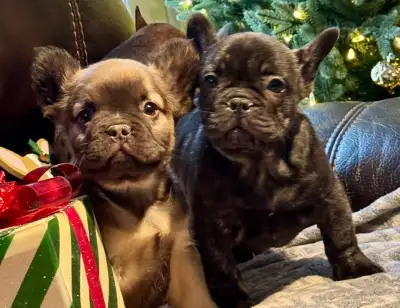 Chiots Bouledogues Français Pure Race, View more