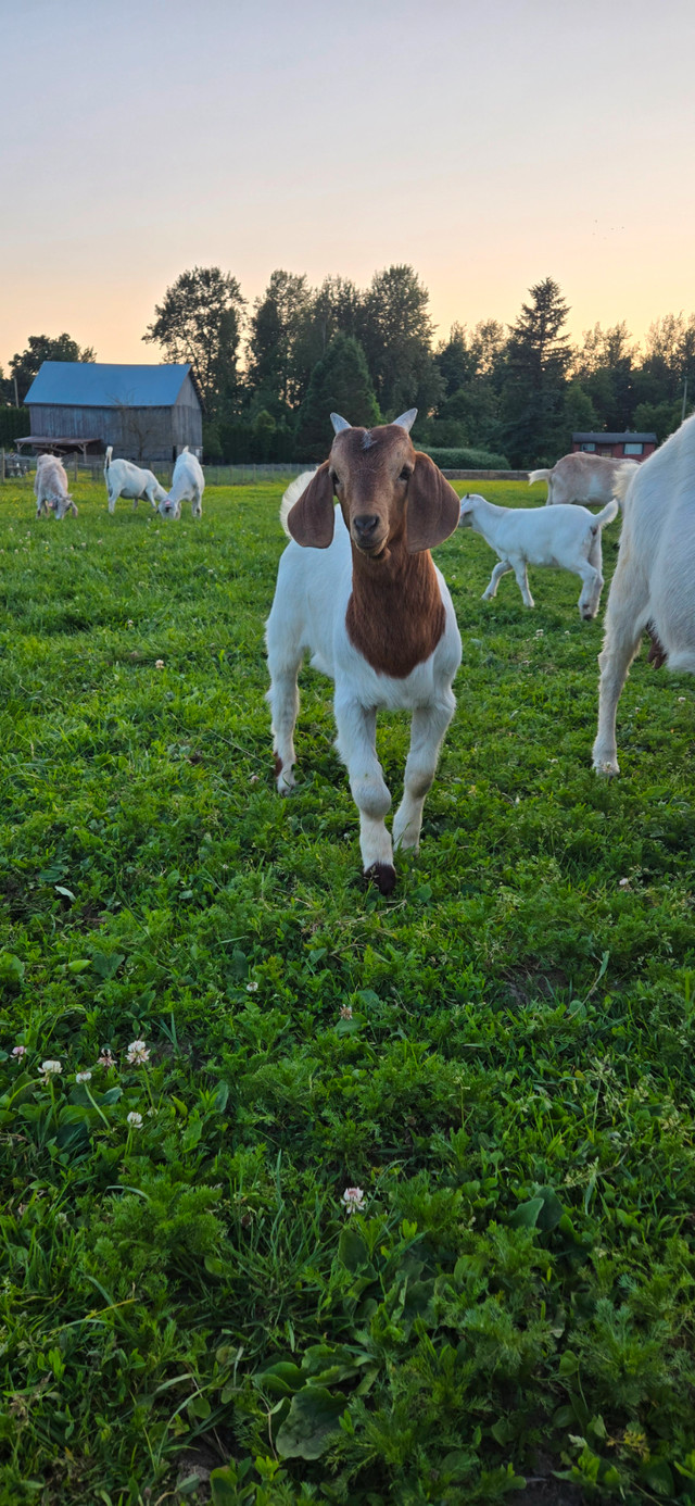 Boer x saanen goat kids for sale. in Livestock in Abbotsford