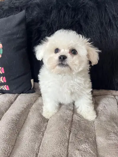 Bichon puppies, View more