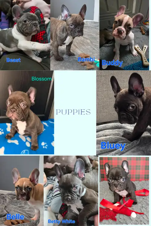 Meet your future cuddle companions and adventure partners! These affectionate and playful French Bul...