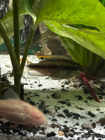 Kribensis Fish- Male & Female , View more