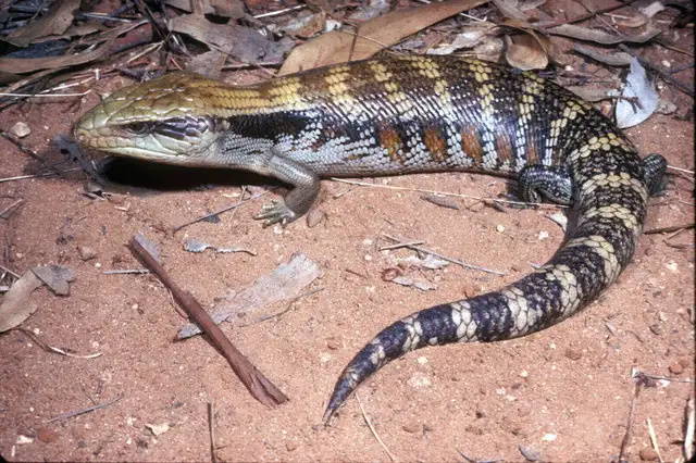 WE HAVE A HUGE SELECTION OF REPTILES & AMPHIBIANS in Reptiles & Amphibians for Rehoming in Muskoka - Image 4