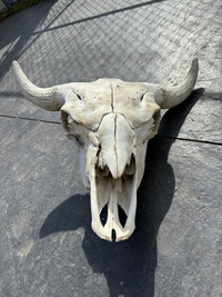 Bison Bleached Skull With Horns