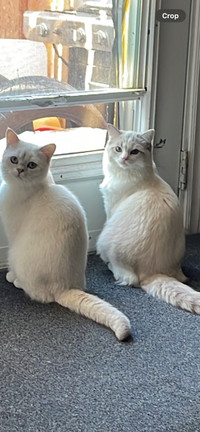 Male British shorthair , silver shaded colour &  Female ragdoll 