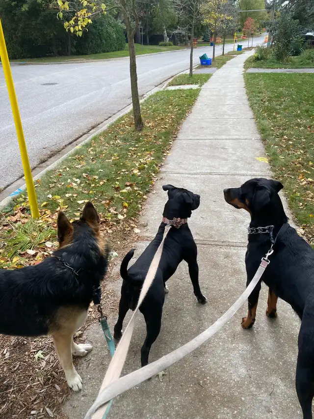 animal sanctuary in Animal & Pet Services in Markham / York Region - Image 3