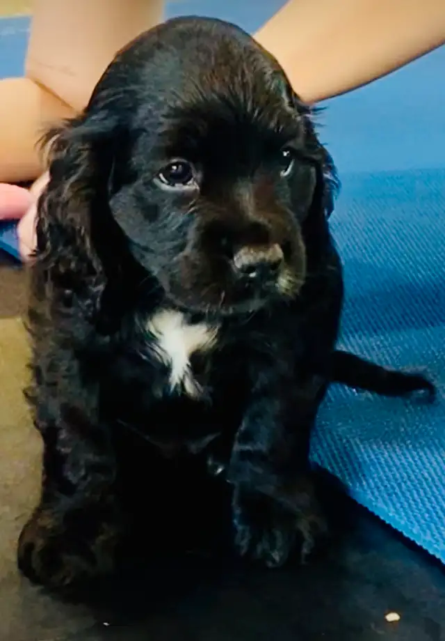 Purebred American Cocker Spaniel Puppies in Dogs & Puppies for Rehoming in Oshawa / Durham Region - Image 7