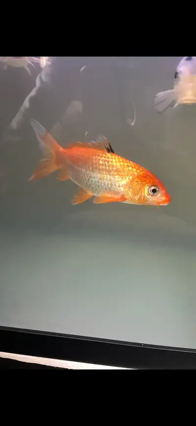7” koi fish , View more