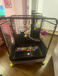 Cage pour Cockatiel