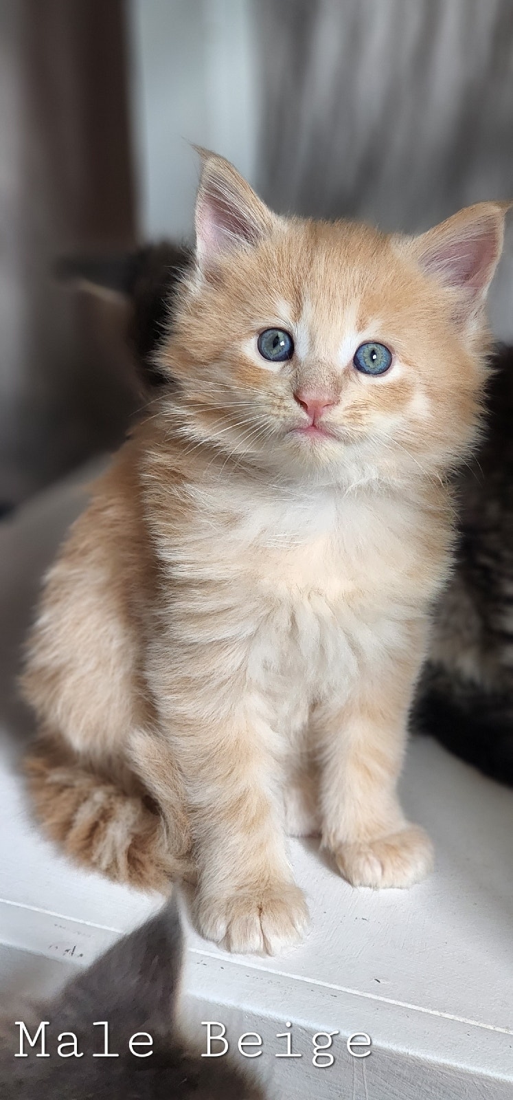 Huge amazing Maine Coon kittens Cats & Kittens for Rehoming Ottawa