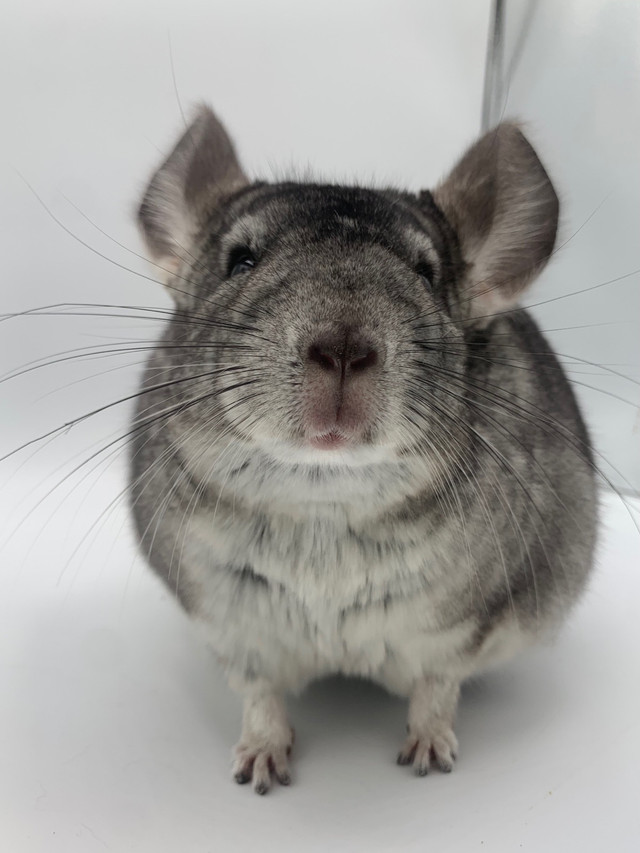 Young Male Chinchilla Dark Grey in Small Animals for Rehoming in Oshawa / Durham Region - Image 3