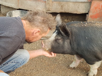Registered and unregistered Berkshire boars