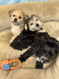 Adorable Morkie Puppies Ready For Pickup 
