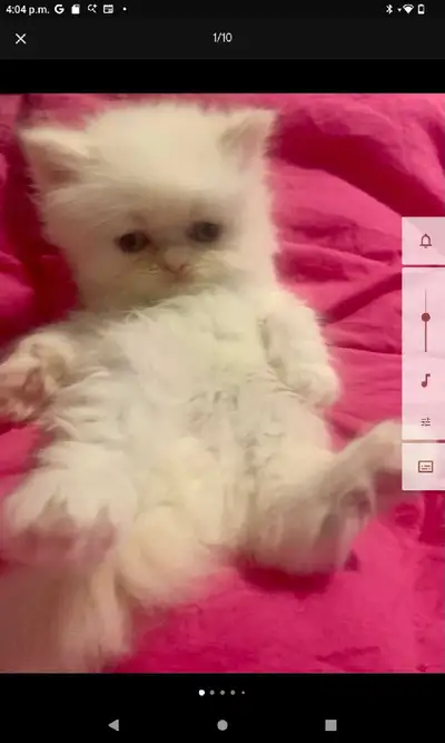 9 wk old purebred Persian kittens,ready for their forever home.These are the Royale tissue ad kind o...