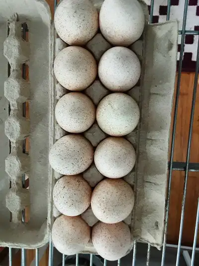 Slate turkey hatching eggs, View more