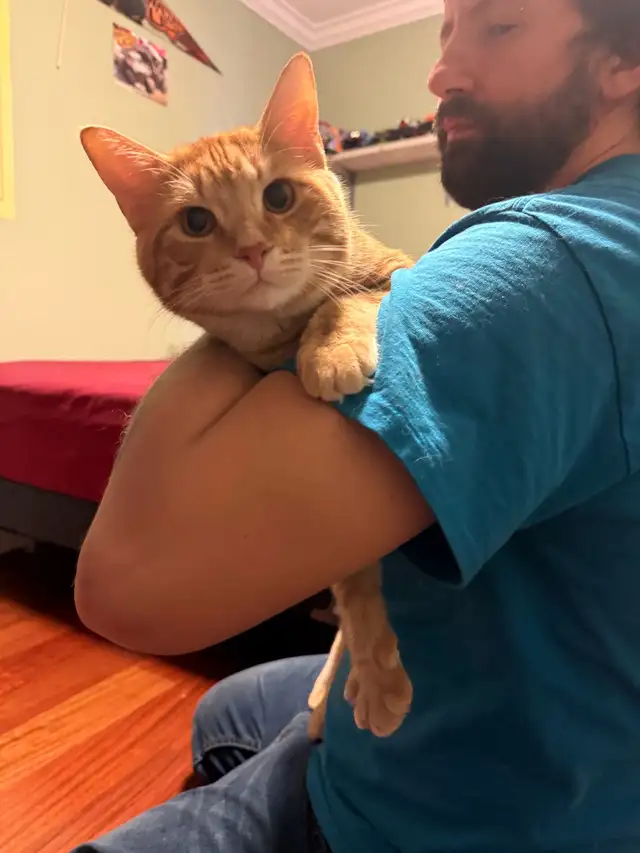 Male cat looking for forever home