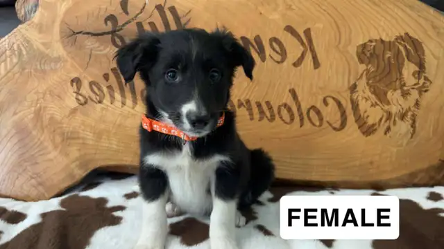 Border Collie Puppies  READY TO GO ! in Dogs & Puppies for Rehoming in Napanee - Image 3