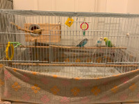 Buggies and finches for sale