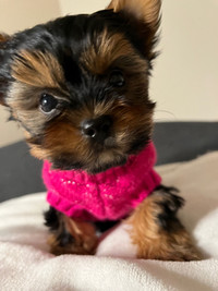 BABYDOLL YORKIE PUPPIES MALES AND FEMALE FOR SALE
