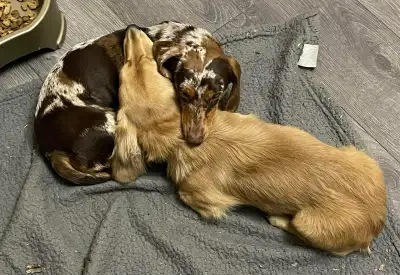 1 year health guarantee on pure miniature dachshunds, View more