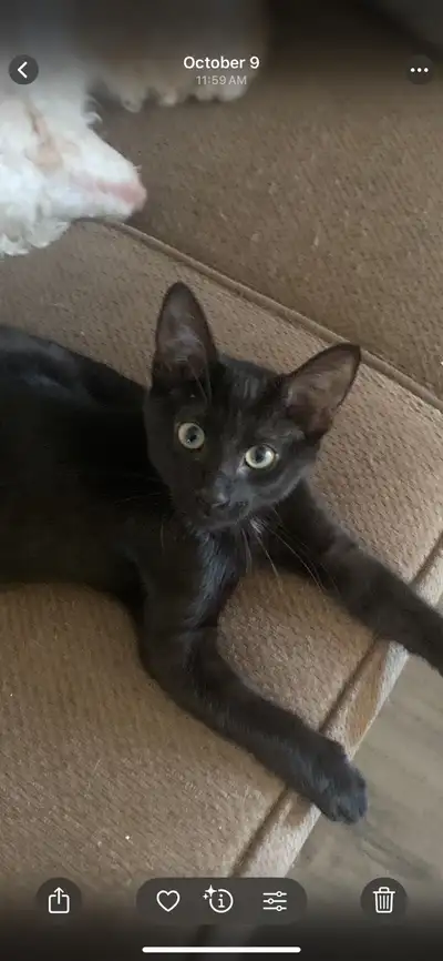 Black Male Cat Looking for a new home., View more