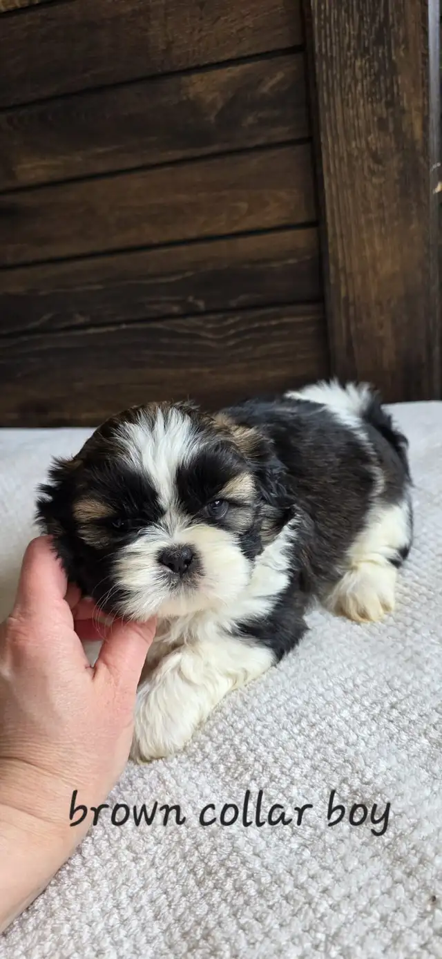 Shih Tzu Puppies ❤️ in Dogs & Puppies for Rehoming in Edmonton - Image 2