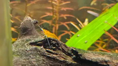 crevette neocaradina orange 5$ l'unité 50$ pour une douzaine, View more