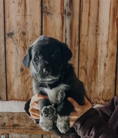 boarder collie mix puppy, View more
