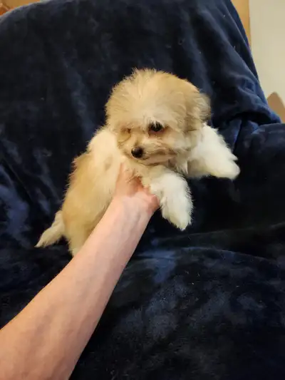 ♥️ 2 Adorable tiny-toys yorki-poo puppies, View more