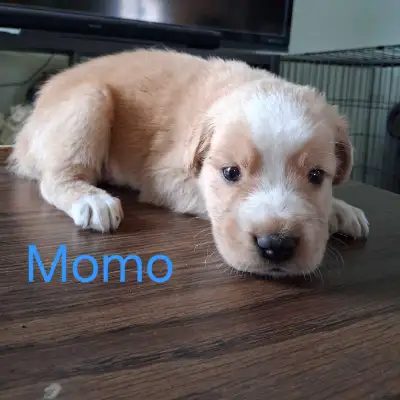 Saint Bernard mix puppies, View more
